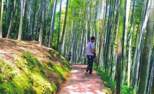 Sri Lanka Seeks China Support for Forest and Bamboo Development