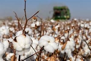 No forced cotton production labor in Xinjiang: lawmaker